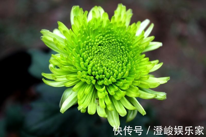 芍药|它是菊花中的珍品，花开“碧绿如玉”，似牡丹似芍药，开花爆盆