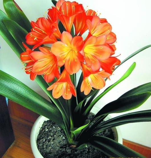 君子兰难开花在盆里埋点“它”,花剑蹭蹭窜,叶子油绿开爆盆!