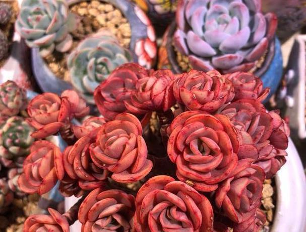 秋凉|七八月份的多肉,有“3怕2喜欢”,避开了才能越长越“美”