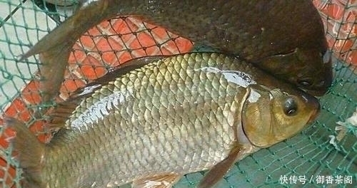 玉米|别人用玉米钓鲤鱼连竿,自己这里却没有口,原来问题出现在这里!