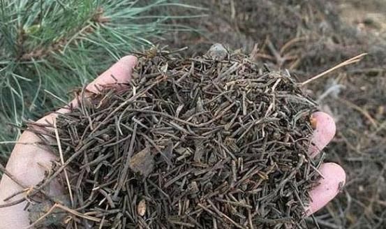 遍寻不到“酸性土”的情况下，该怎么让养花土从碱性变酸性？