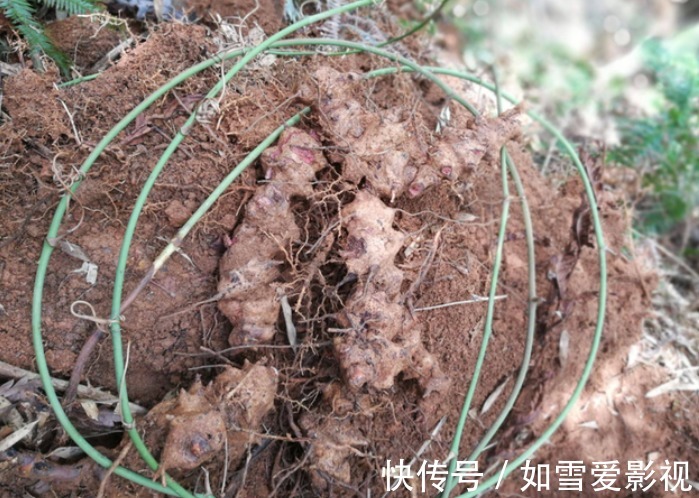 大块头|山里若有这种“大块头”，请你多拿几个麻袋去装，有价值