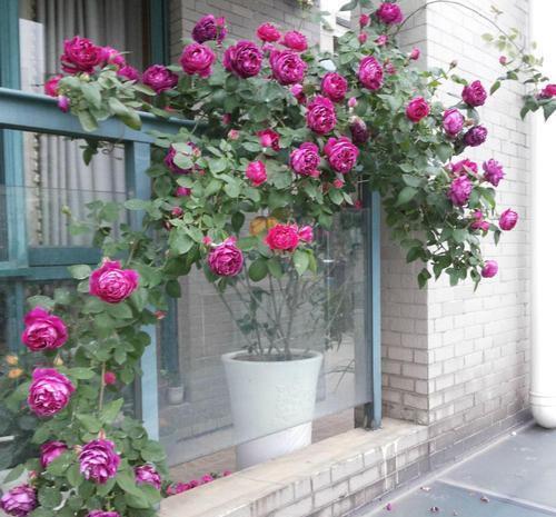 盘点“6种”藤本月季,观赏价值十分高,值得养一盆在家中