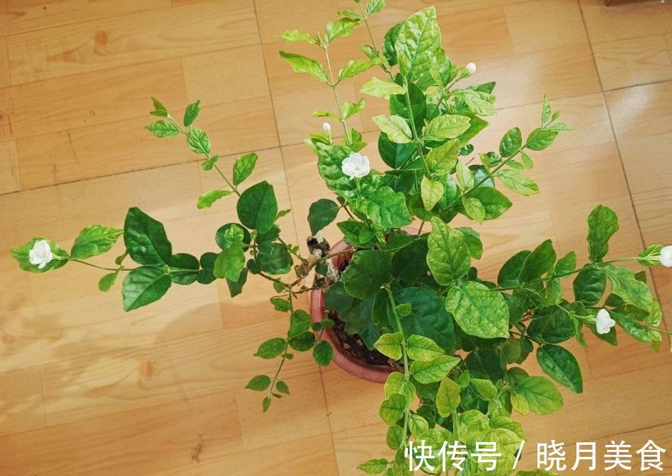 修剪|怎样让茉莉开花多？3个细节记住，花量增大、花香型美、灿烂盛开