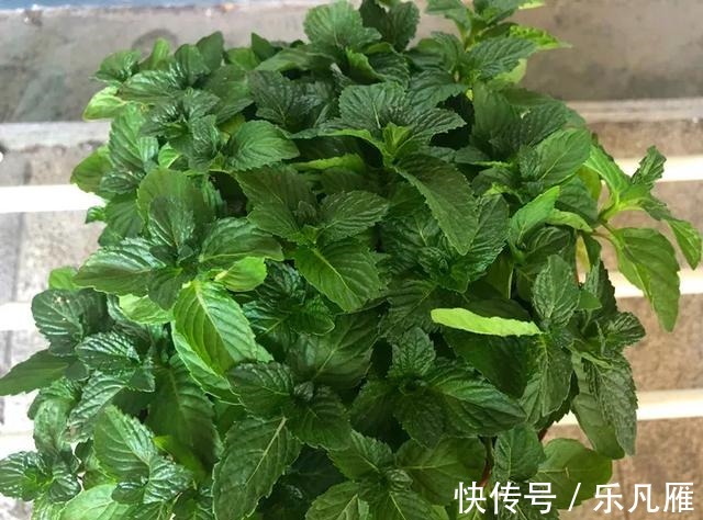 养花技巧快死的花,剪一刀立马活,还能再开花!