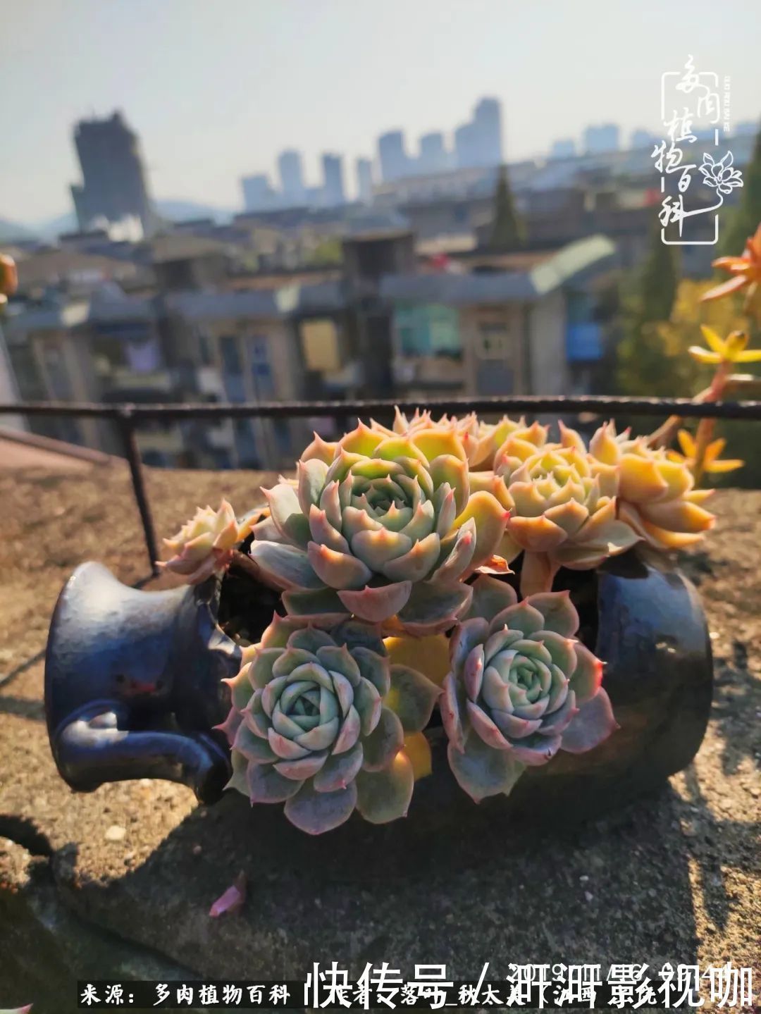 长势|为提升免疫力而养多肉植物,养肉后,体弱的我身体越来越好!