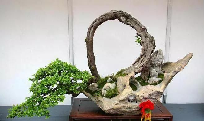 养盆景不能急于求成,遵循循序渐进的过程,这6点切忌不要触碰