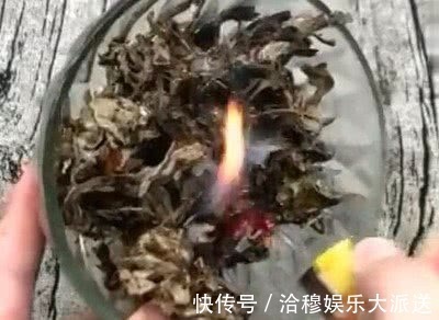 脐风|艾草不要丢,烧成灰放肚脐可以治疗此病,转发分享是美德功德无量