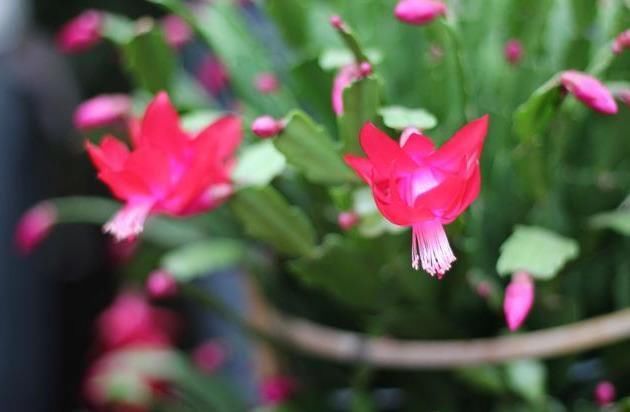 叶片|长寿花,蟹爪兰夏天要“静养”,扔在一边少管它,反而易度夏