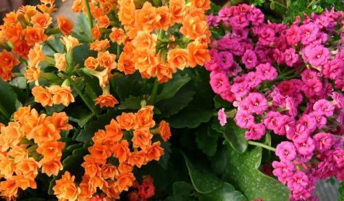 长寿花开败后,给它“理个发”,喂点大补肥,还能再开一茬花!