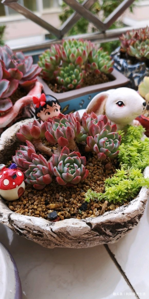 养花人,都想要一个露天大阳台,种满各种多肉,现实很残酷