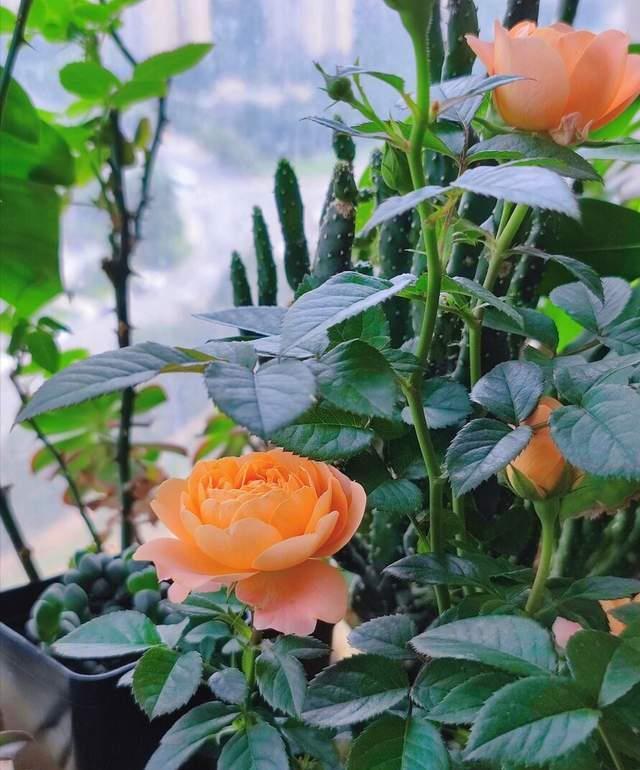 自制|夏季养花“爱生虫”，自制“4种水”驱虫，虫子全死光