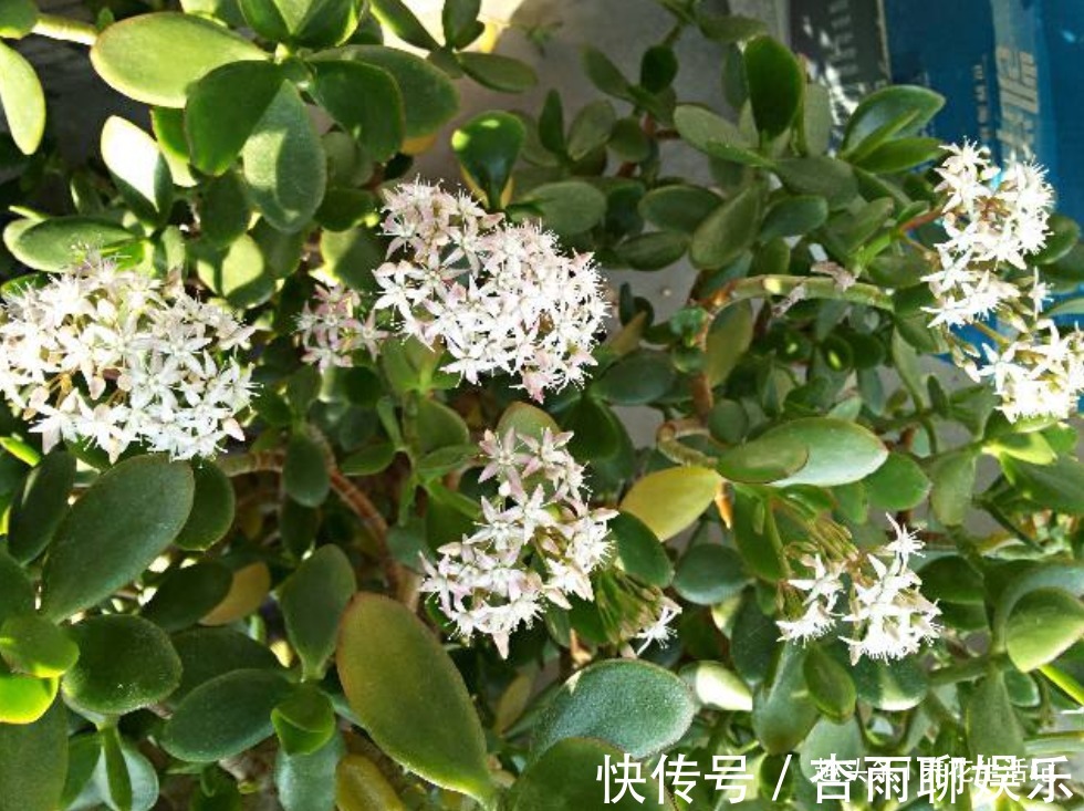 修剪|家养玉树落叶烂根，这样简单处理后，根系健壮新芽多，叶子绿油油