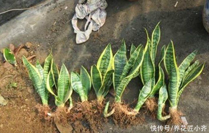 栽培|喜欢养虎皮兰,教你3种虎皮兰繁殖方法,学会一种就能变“大户”