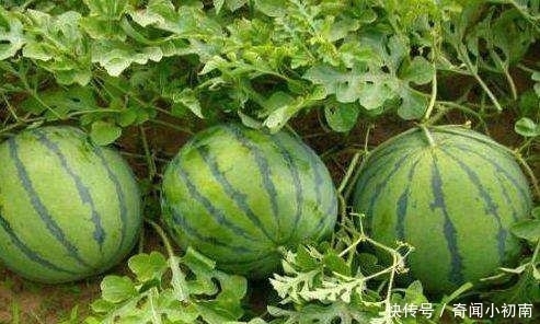 药葫芦|为什么没有人敢吃沙漠里的“西瓜”?