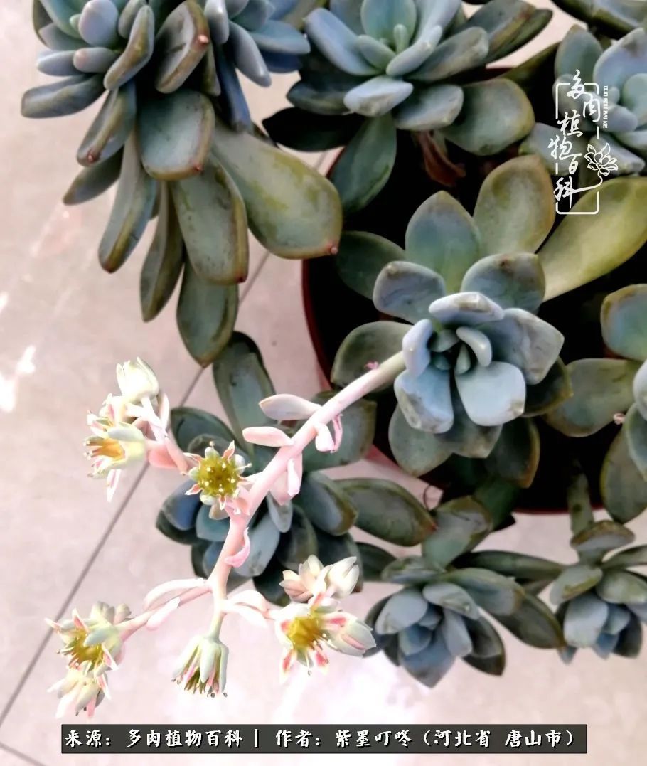 疗愈|从平凡中寻找美感,从噪杂中寻找宁静——多肉给予我的心灵疗愈!