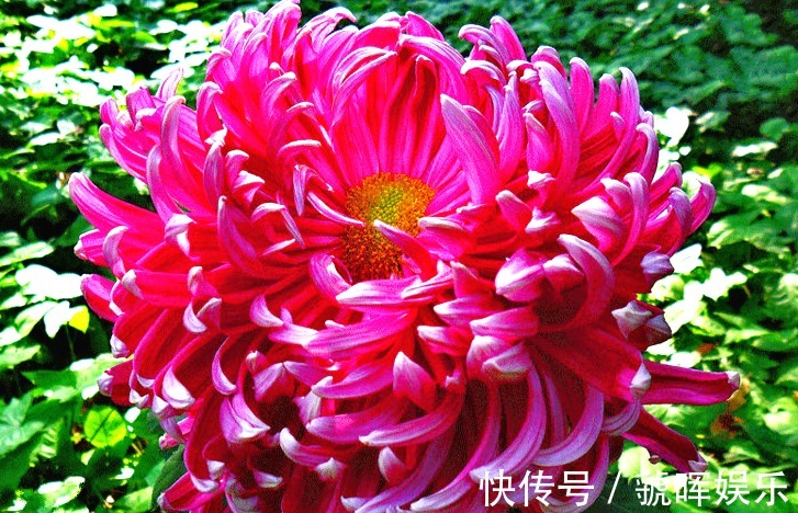 花花|喜欢菊花，就养盆“菊中珍品”，花开似紫玉蝴蝶，似环抱姿容