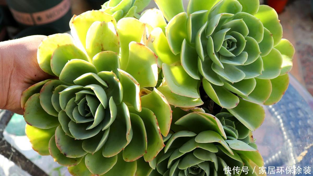光照|闷养多肉叶子无光?拿出去这么晒,1周就变成好看的糖果色