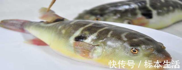 吃法|世界上最好吃的五种鱼，第一种浑身是毒，反而成为最高级的食材