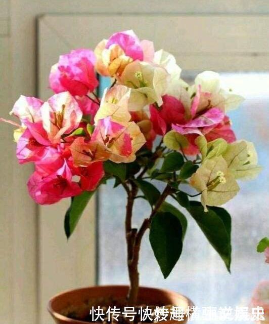 45种三角梅品种,红、橙、黄、绿、白、紫,每一种都很好看!