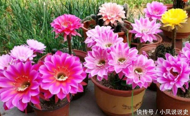 4种花养家里，好养又漂亮，丢盆里猛长，新手也能养爆盆