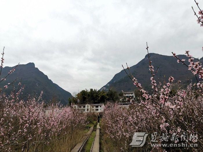 恩施麂子渡：千亩桃园 画里乡村