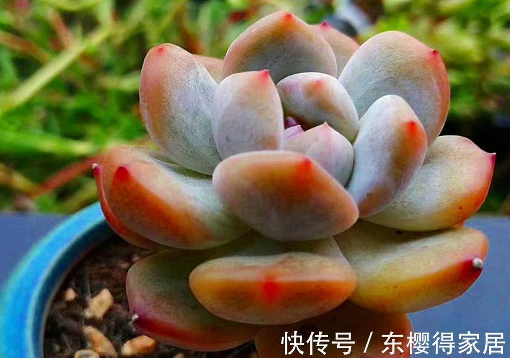 品种|养多肉费钱吗？这份省钱秘籍请收好，不费钱还会越养越开心