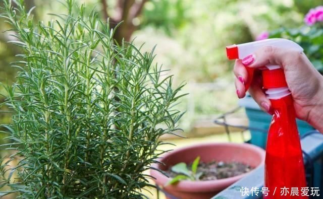 浇花|天冷浇花有4“不”,做好了,根系壮