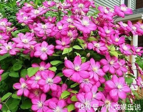 施肥|家里养了4种花,夏天也别忘了施肥,不然花香淡开花少