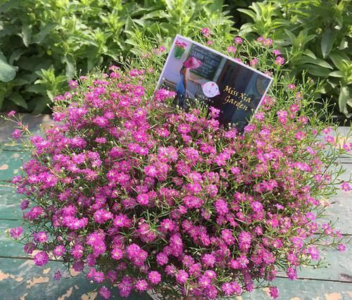 浇点水就能开“爆盆”的花卉，花色清新，仙气十足，比绿萝还好养