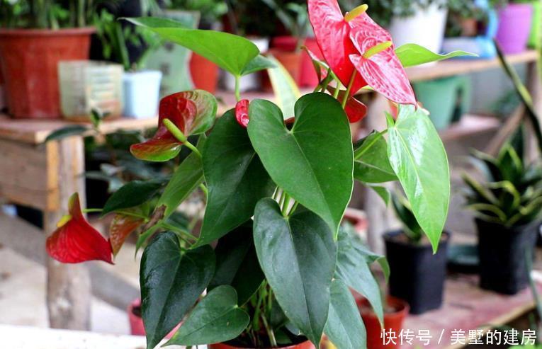 出问题|红掌很多人养不好,因为它有“5怕”,最后1点很多人都没做好!