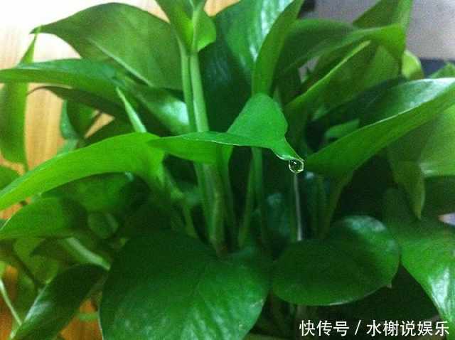 微酸性|绿萝、铜钱草盛夏这么养护,叶子比钱大,肥肥大大爬满屋
