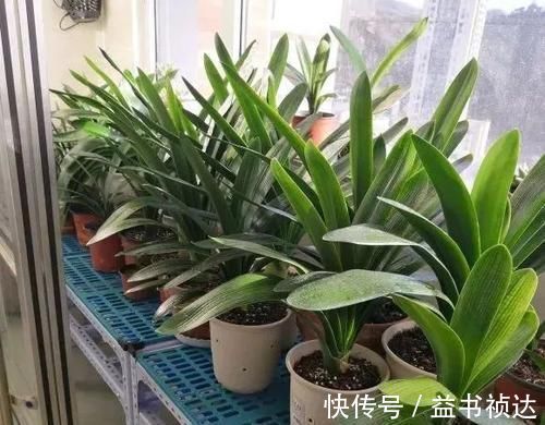 花友们|君子兰夏天有“四怕”,避开后,苗壮叶绿、状态好