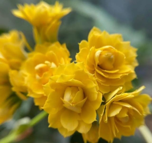 75个长寿花品种，一个比一个美，一起来认识一下吧！