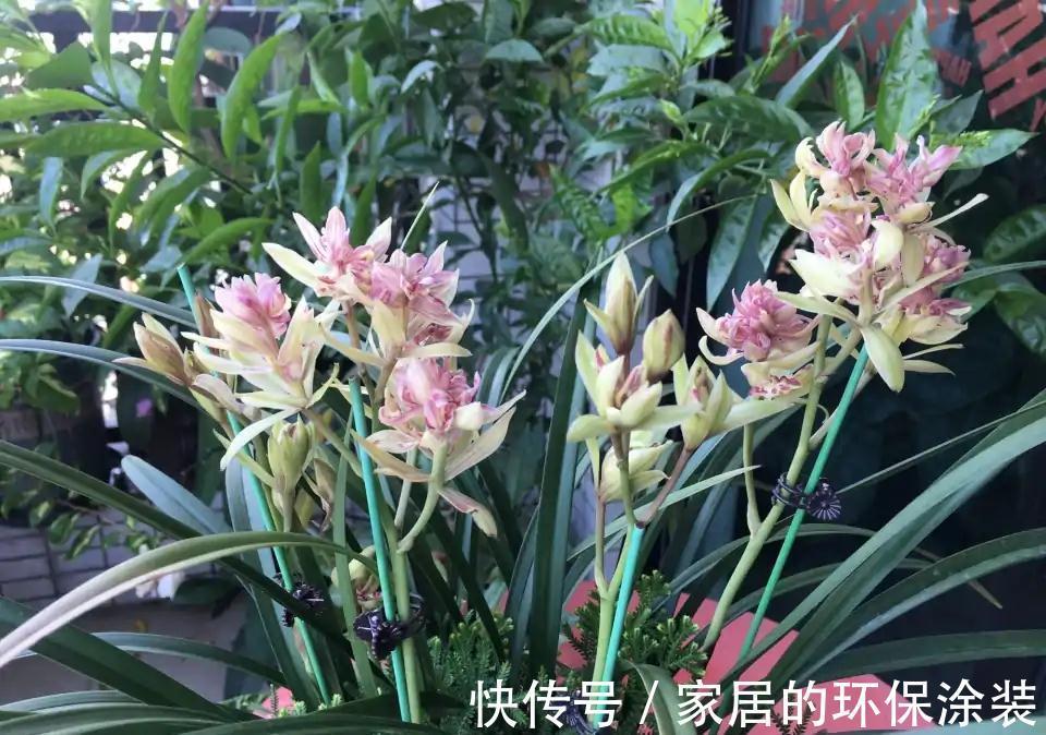 十月不知养啥花？看看这六种，好养又漂亮，可以放心入手