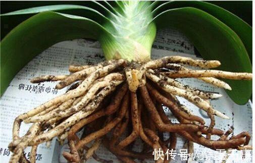 明亮处|养花烂根了,全扔掉?别,一个小方法立马满血复活