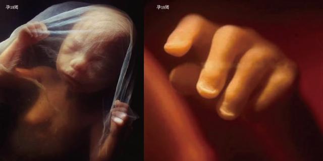 奇迹|10月胎儿形成全过程，8张图带你了解真相，感受生命的奇迹