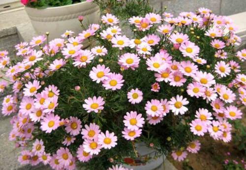 仙人球|5月逛花市,这些花别错过,号称“开花机器”,皮实好养耐晒耐热