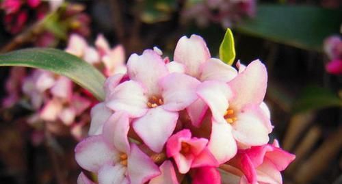  花色|香味“最浓”的花卉，花色鲜艳，叶片金边明显，开花后比牡丹还美