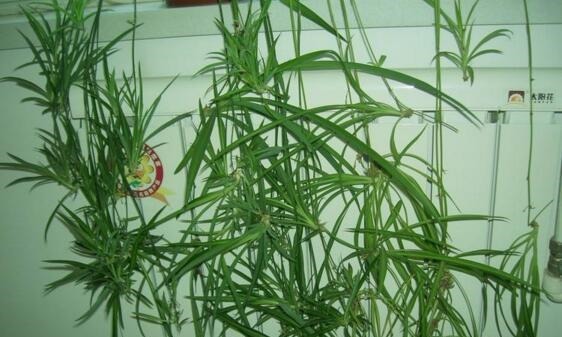 李大姐养吊兰，专用“土法”养，养出“白玉”根，叶还宽！