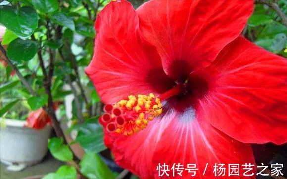芍药|6种漂亮花,花比拳头大,家里养一棵,富贵自然来