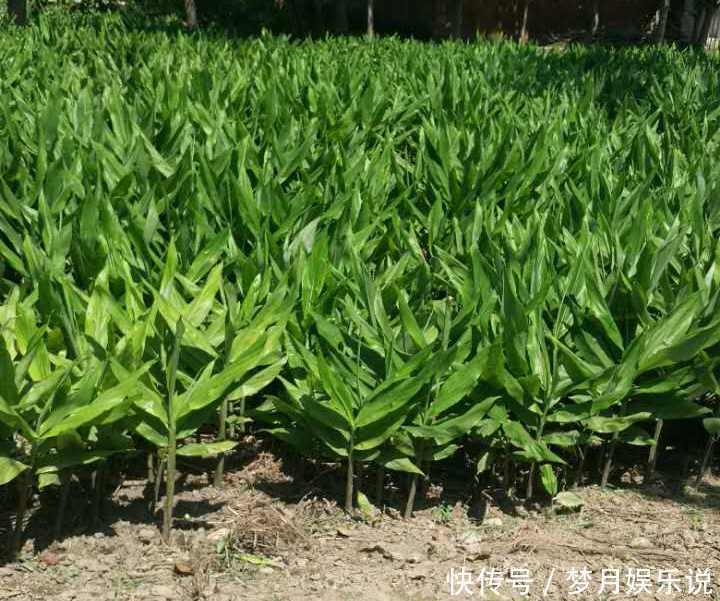 年轻人无人吃,农民当成猪青料,国外稀少当成宝,其实价值很高