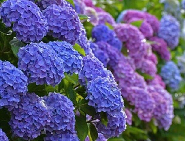 喜欢养菊花,还不如养一盆绣球花,教你3个方法,绣球花花大色美