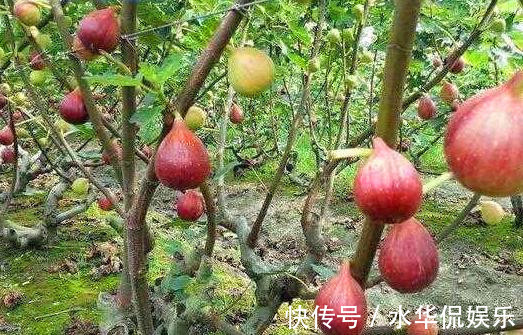 畸形果|挑选无花果时,要牢记“4挑3不挑”,很多人不懂,难怪又酸又涩