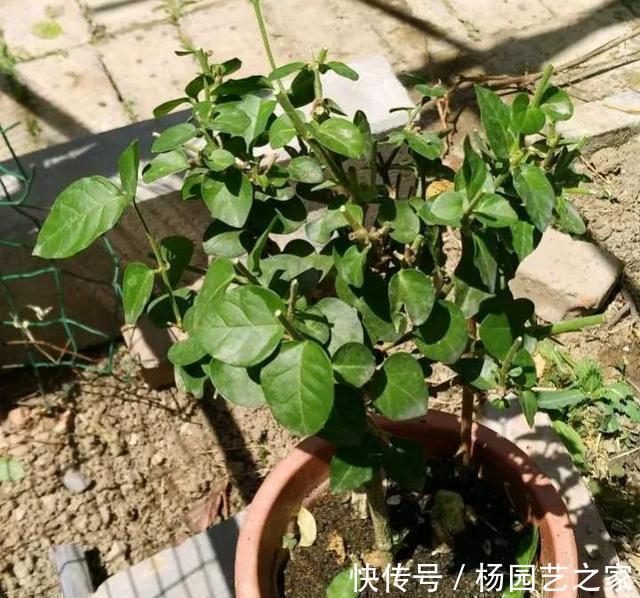 栀子茉莉|栀子茉莉最爱两种水,秋季记得喝,长成老桩盆景,开春冒花苞