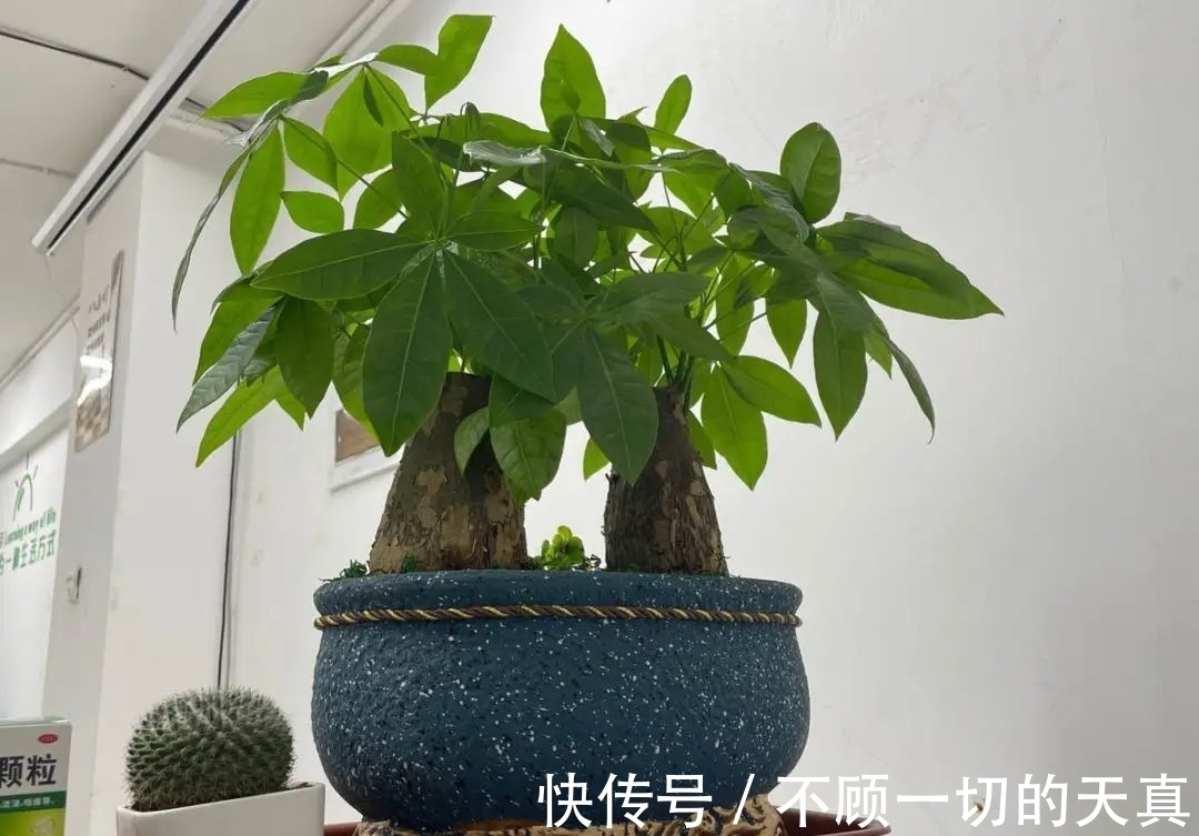 15种常见花,冬天浇水有讲究,小心越浇花越死