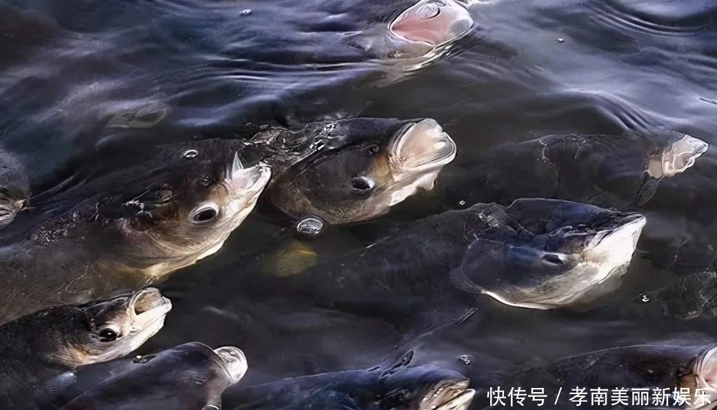 立夏了,试试这种钓鱼招,夏天大鲫鱼也可轻松钓!——盛世三渔