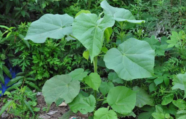 植物|野外长得不起眼的苘麻，是珍贵药材，还有治疗耳鸣的功效