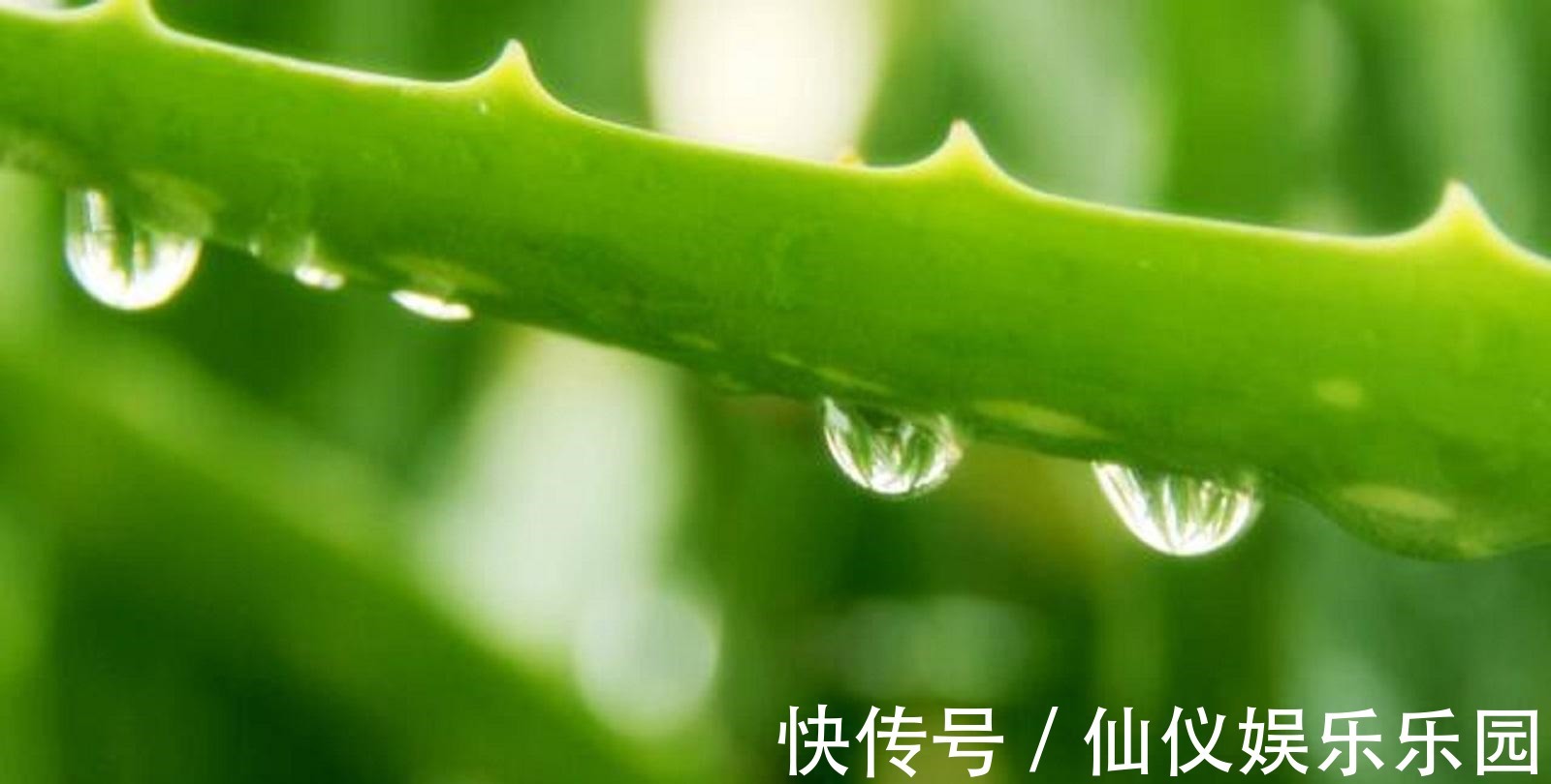 修复|夏季消炎神器，适用于晒后修复，芦荟怎么用比较补水？