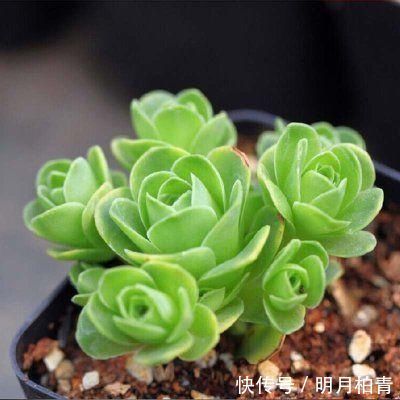 聚伞花序|3种漂亮多肉，耐热又耐晒，夏天长得更好看，姿态各异惹人爱